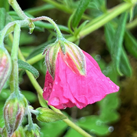 Helianthemum 'Georgeham'